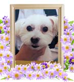 モコちゃんの追悼写真（犬の火葬）