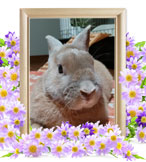 モナカちゃんの追悼写真（小動物の火葬）