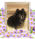 犬の火葬(モモ)