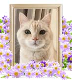 ユキおちゃんの追悼写真（猫の火葬）