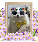 ユキオちゃんの追悼写真