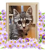 ユノちゃんの追悼写真（猫の火葬）