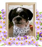 ヨシュアちゃんの追悼写真（犬の火葬）