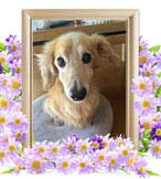 ライトちゃんの追悼写真（犬の火葬）