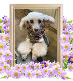 ライムちゃんの追悼写真（犬の火葬）