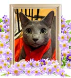 ライムちゃんの追悼写真（猫の火葬）