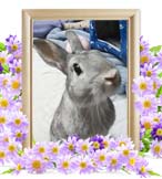 ラッキーちゃんの追悼写真（小動物の火葬）