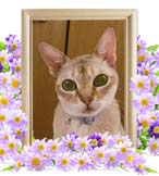 ラックちゃんの追悼写真（猫の火葬）