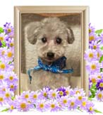 ラテちゃんの追悼写真（犬の火葬）