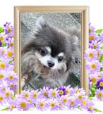 ラニちゃんの追悼写真（犬の火葬）