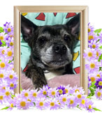 犬の火葬(ラブ)