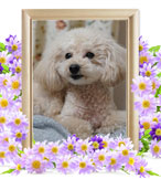 犬の火葬(ララ)