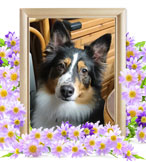 ペット火葬(ラン)