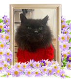 ペット火葬(ラヴィ)