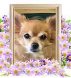 ハリネズミの火葬(ツナ)