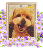 犬の火葬(リク)