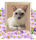 リクちゃんの追悼写真（猫の火葬）