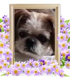 リクちゃんの追悼写真（猫の火葬）