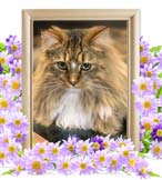 リノちゃんの追悼写真（猫の火葬）