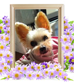 犬の火葬(リリア)