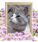 リリィちゃんの追悼写真（猫の火葬）