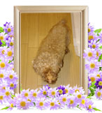 犬の火葬(リン)