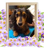 リンちゃんの追悼写真（犬の火葬）