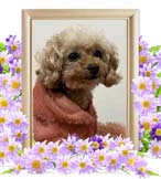 リンリンちゃんの追悼写真（犬の火葬）