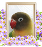 小動物の火葬(リーフ)