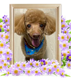 犬の火葬(ルイ)