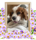 ペットの火葬(ルイ)