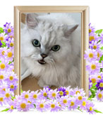 猫の火葬(ルキ)