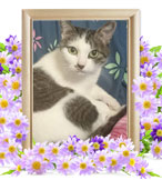 猫の火葬(ルナ)