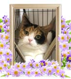 ルナちゃんの追悼写真（猫の火葬）