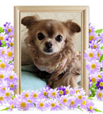 ペットの火葬(ルビー)