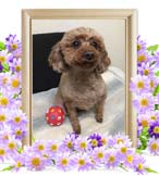 ルビーちゃんの追悼写真（犬の火葬）