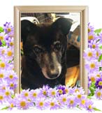 ルビーちゃんの追悼写真（犬の火葬・埼玉県）