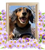 埼玉県|犬のルフィちゃんの火葬実績