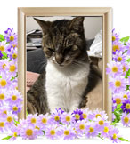 猫の火葬(ルル)