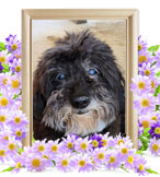 ペット火葬(ルル)