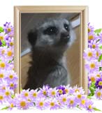 ルンバちゃんの追悼写真（小動物の火葬・埼玉県）