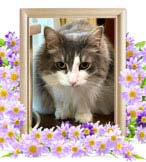 ルーちゃんの追悼写真（猫の火葬）