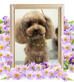 ルーちゃんの追悼写真（犬の火葬）