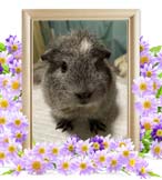 ルーテシアちゃんの追悼写真（小動物の火葬・埼玉県）