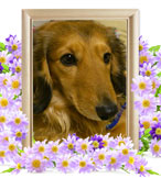 犬の火葬(レイ)