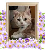 レオちゃんの追悼写真（猫の火葬）