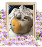 フェレットの火葬(レオン)