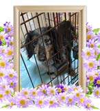 レオンちゃんの追悼写真（犬の火葬）