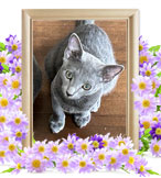 猫の火葬(レフト)