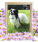 レモちゃんの追悼写真（犬の火葬）